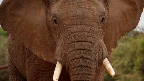 face of old, mature elephant bull walks toward camera, blinks, then turns to camera right as he continues on his determined march across africa