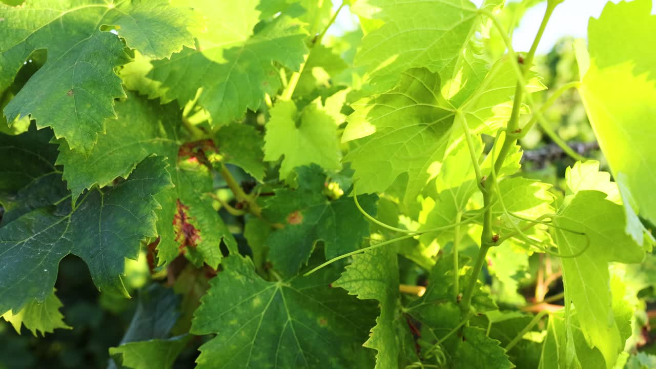 빛 아래에서 포도 잎의 클로즈업