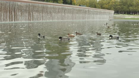 ducks swimming in the fountain