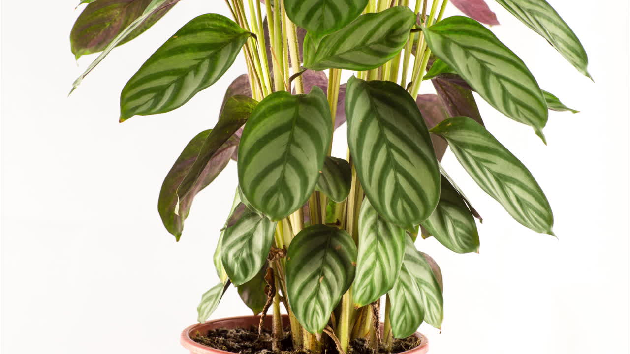 planta de calathea 4k 00