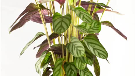 calathea plant 4k 00