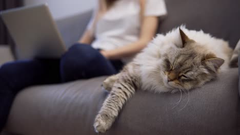 fluffy cat sleeping on a couch while owner working on laptop on background