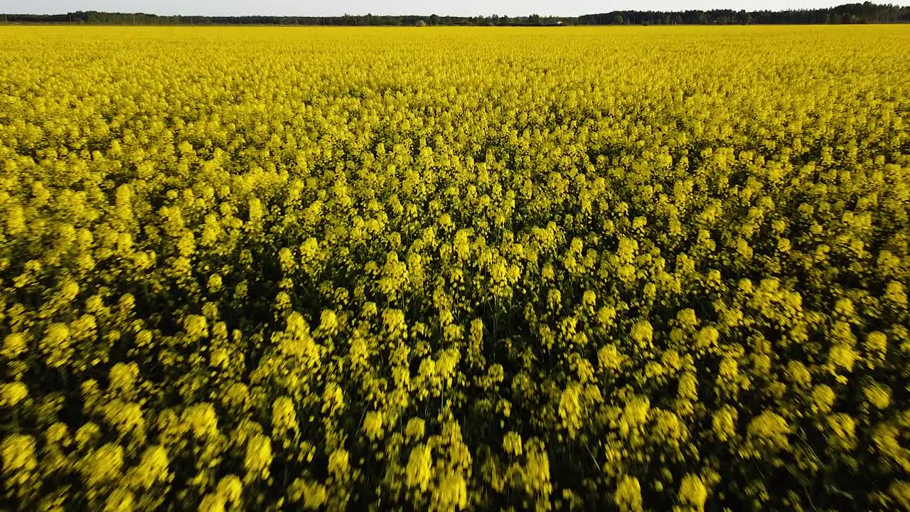 полет над цветущим рапсовым полем, полет над желтыми цветами канолы, идиллический фермерский пейзаж, красивый фон природы, съемка с дрона, движущийся назад низко, наклон вверх