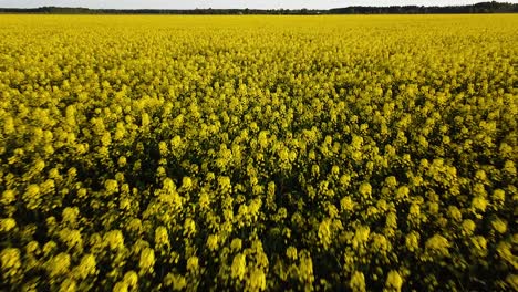 aerial flight over blooming rapeseed field, flying over yellow canola flowers, idyllic farmer landscape, beautiful nature background, drone shot moving backwards low, tilt up