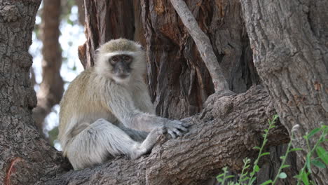 Grüne-Meerkatze-Sitzt-Auf-Einem-Baum-In-Südafrika