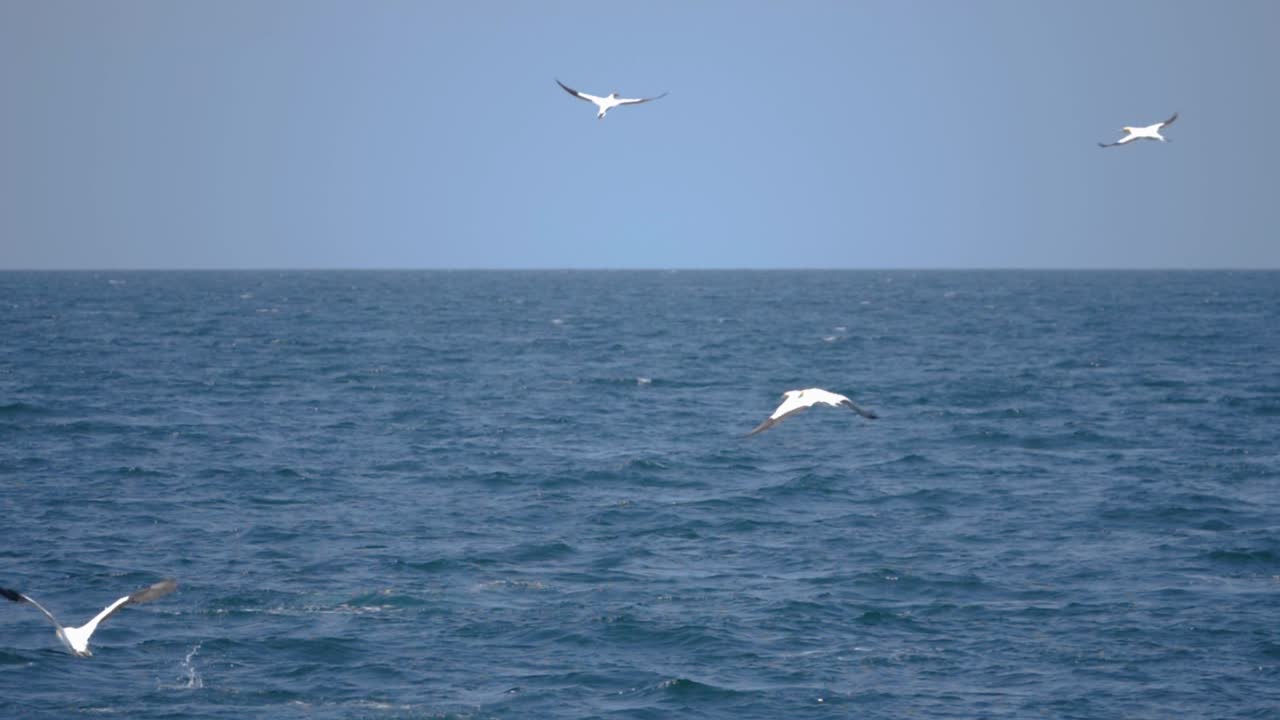 海の上を飛んでいるカモメの超スローモーションショット