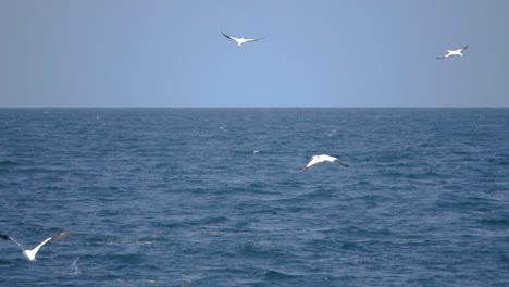 ultra slow motion shot of seagulls flying above ocean