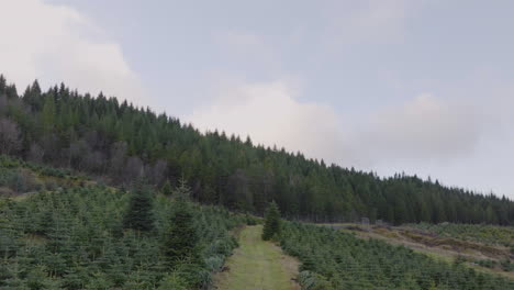 christmas tree plantation on the side of a hill in a valley