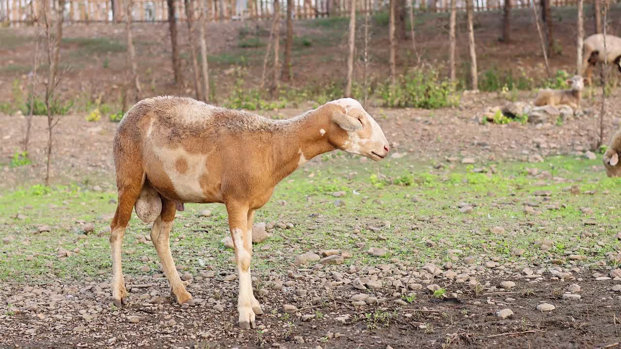 양 들 이 들판 에서 이동 하고 목초지 를 잡고 있다
