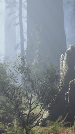 bosque de sequoias en la niebla
