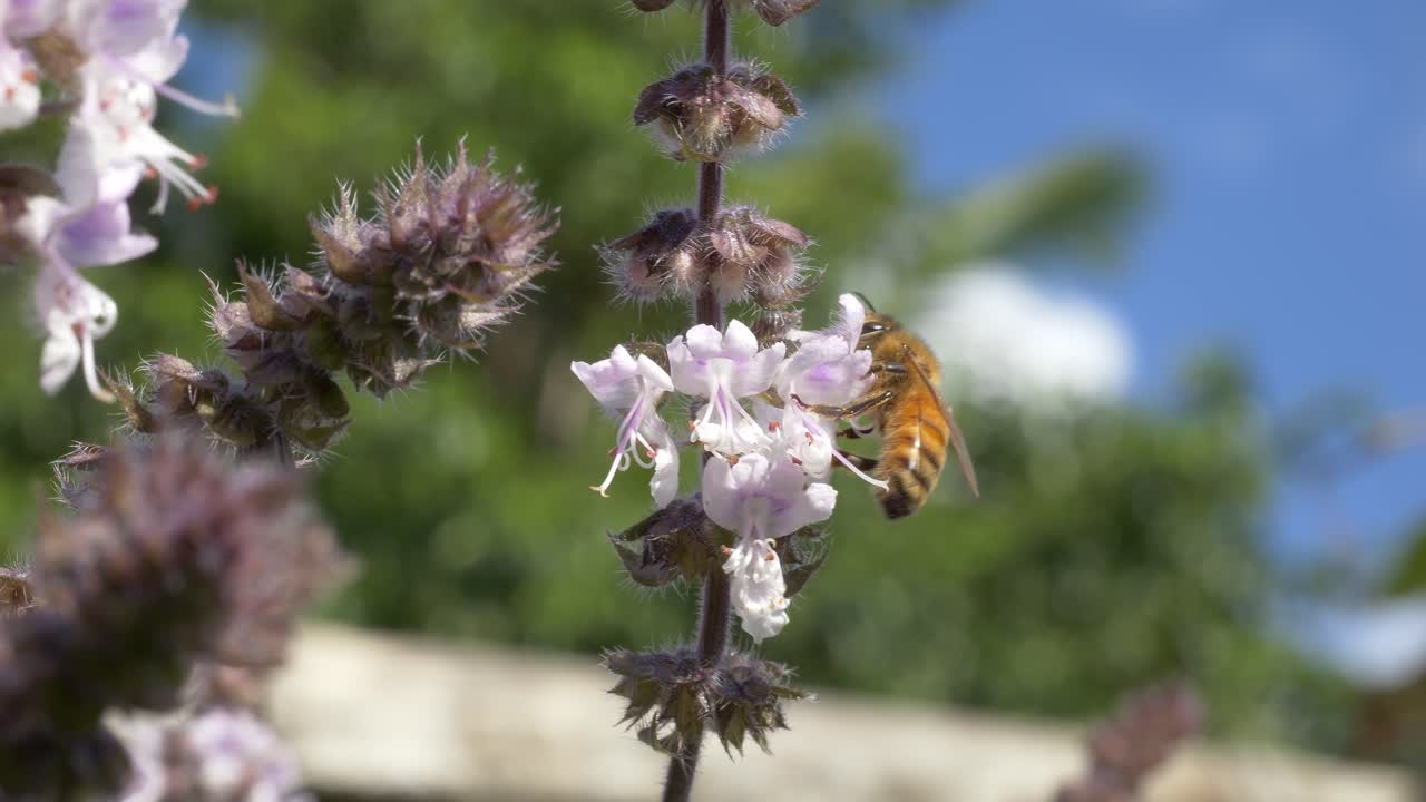 A Honey Bee Pollinating A White Flower - Close Up