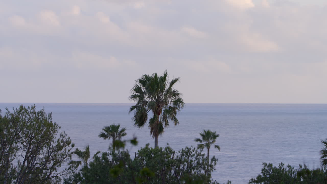Palm trees in front of the ocean on a spring day in Malibu, California