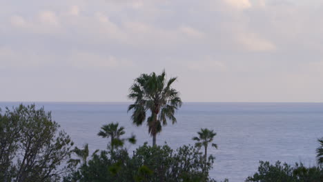 Palmeras-Frente-Al-Océano-En-Un-Día-De-Primavera-En-Malibu,-California