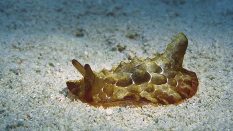 Nudibranquio-Con-Aspecto-De-Tortuga-Moviéndose-En-El-Lecho-Marino-Arenoso