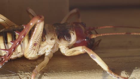 A-close-up-macro-shot-of-a-Weta-flinching,-native-to-New-Zealand