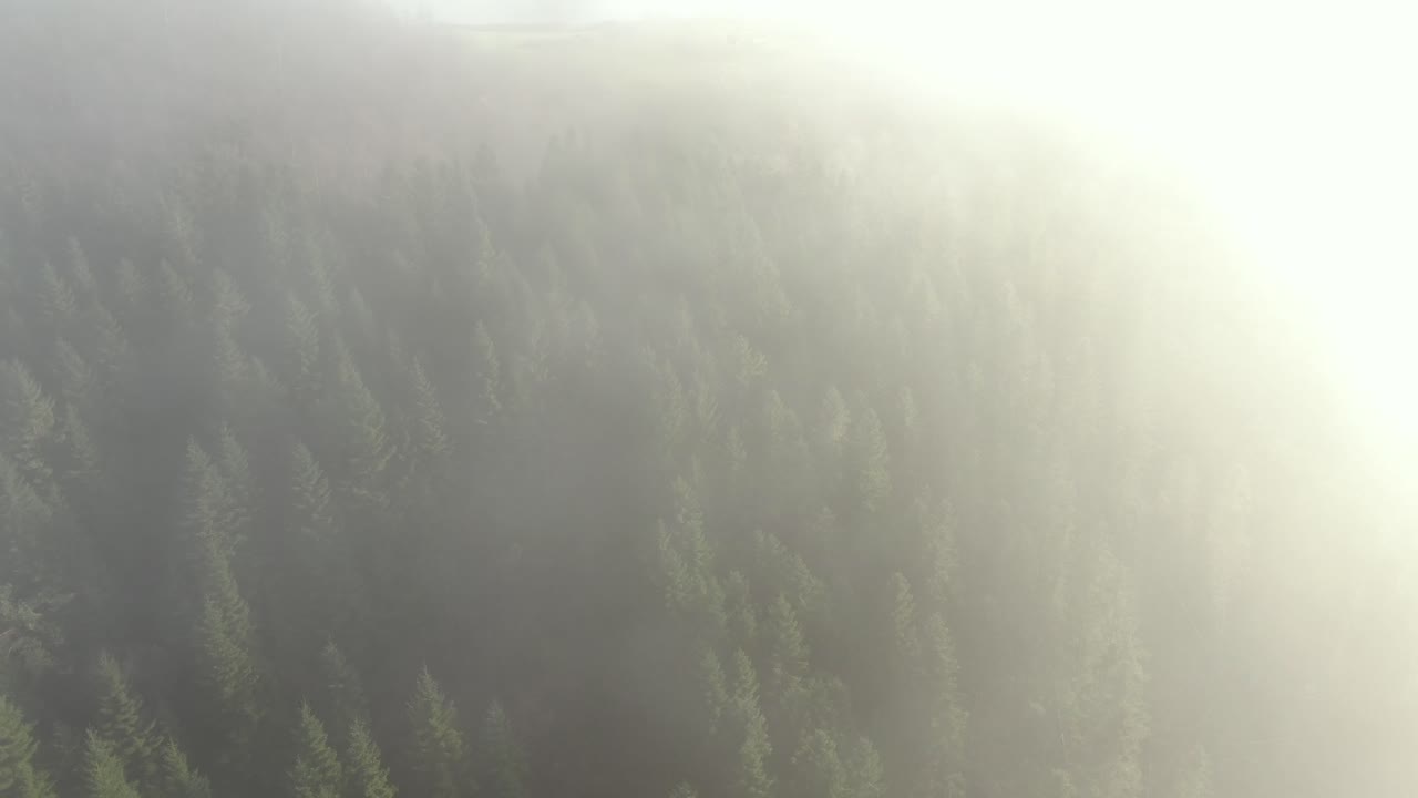 Flyvning i morgentåge over stedsegrøn skov.