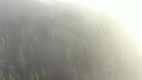 flying in morning fog above evergreen forest
