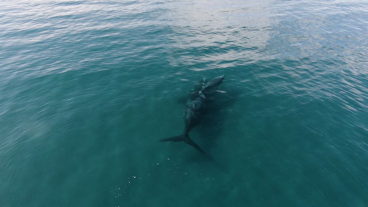 toma orbital aérea de dos ballenas nadando en aguas tranquilas y poco profundas