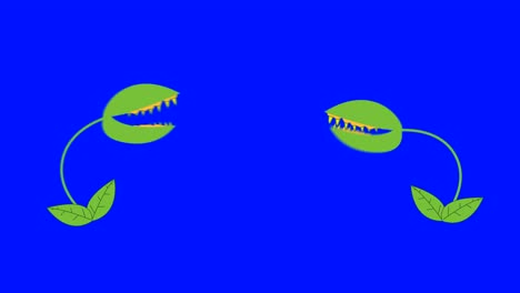 cartoon 2 venus fly traps fighting on a blue screen background