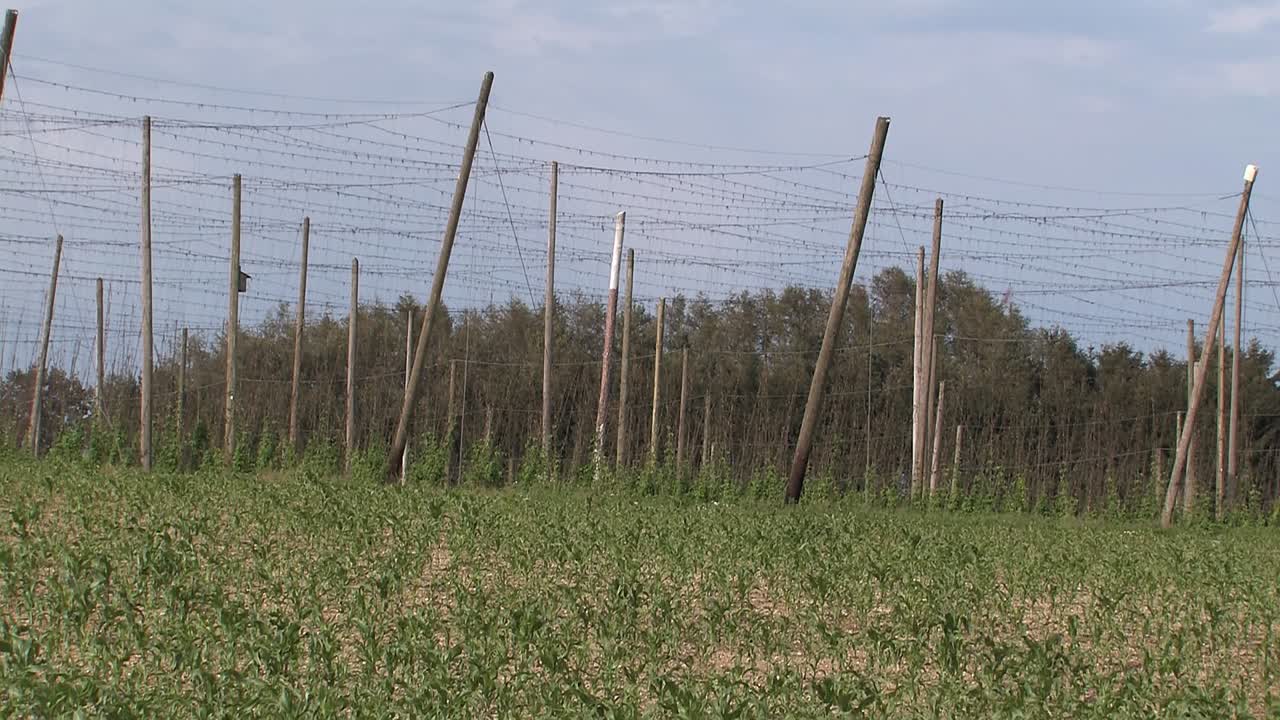 Rare footage of destroyed hop garden after hailstorm „Felix“ 2009 near Wolnzach , Bavaria, Germany