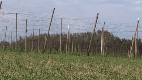 rare footage of destroyed hop garden after hailstorm „felix“ 2009 near wolnzach , bavaria, germany