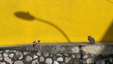 stray cats rest on the concrete retaining wall against the yellow-painted wall with the shadow of a lamp post