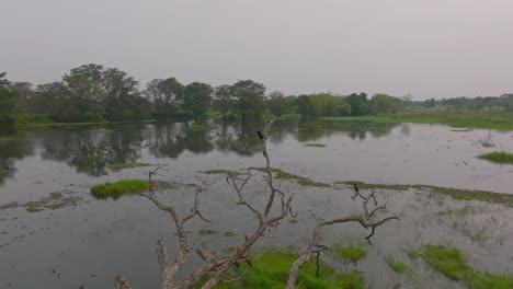 aerial pan left of a bird on a dead tree surrounded by wetlands and green grass in sri lanka