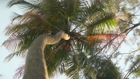 singular coconut palm tree from underneath