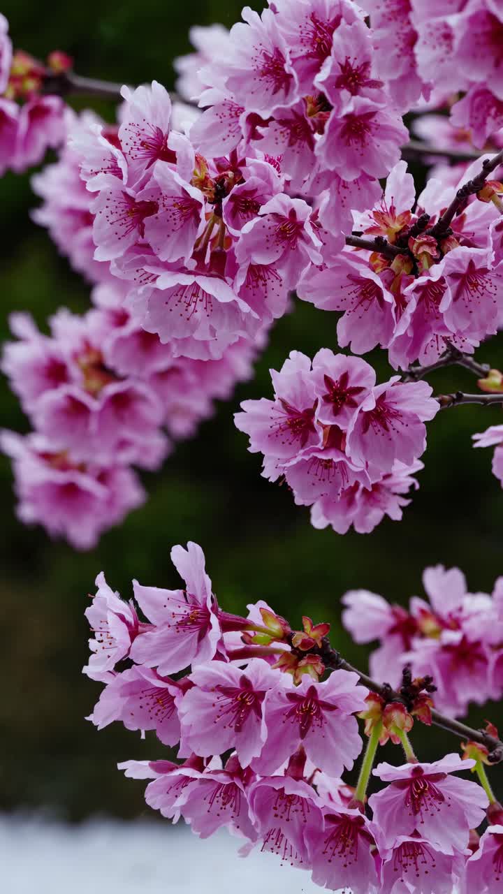 Bunga Sakura Merah Muda Cerah Bergoyang Lembut di Musim Semi