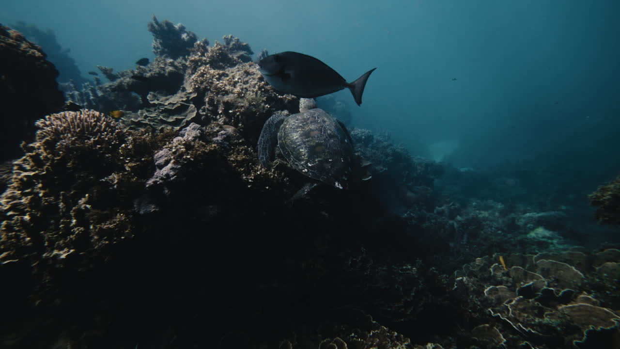Sea Turtle and Fish on Coral Reef