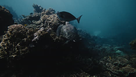 sea turtle and fish on coral reef