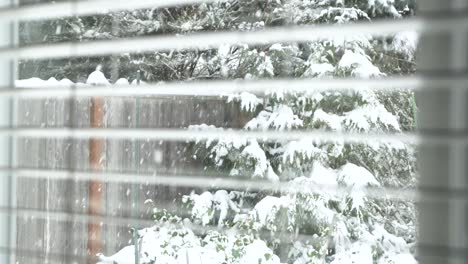 View-out-window-of-snow-falling-on-backyard-cedar-tree-and-fence