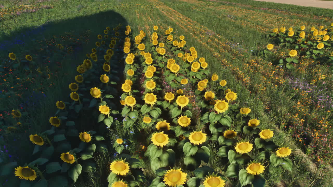 Un campo vibrante di girasoli sotto il sole