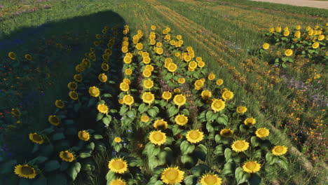 a vibrant field of sunflowers under the sun