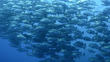 escuela de pargo en un arrecife en el océano