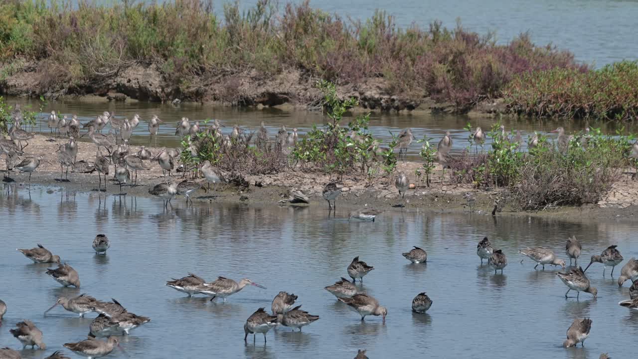 세 개의 물체가 두 개의 진 바에 의해 분리되어 있으며, 이 검은 리 고드위트 (limosa limosa) 가 먹이를 찾는 동안 식물이 있습니다.