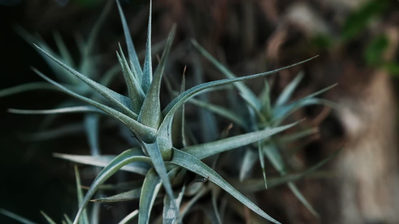 A striking, spiky air plant