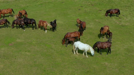 caballos pastando en pastos, vista aérea del paisaje verde con una manada de caballos marrones y un solo caballo blanco, caballos europeos en el prado