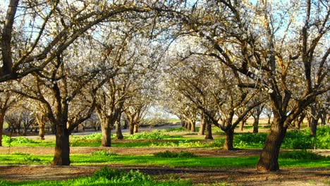 Huerto-De-Almendros-En-Flor,-Vuelo-Bajo-De-Drones-Bajo-Arcos-De-Ramas-De-árboles