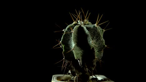 green cactus with sharp needles rotates on dark background.