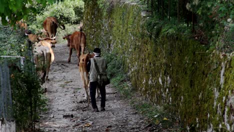 a man moving his cattle down a dirt road in papigo village in greece