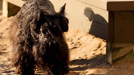 un perro investiga el área de la playa de arena
