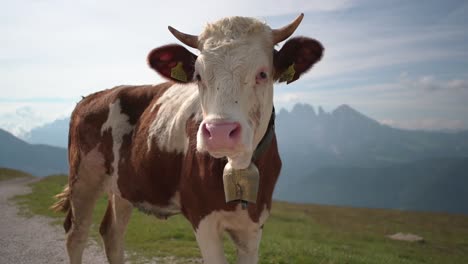 cow closeup in mountain range background, traditional cattle dairy farming in alpine area
