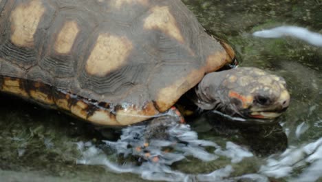 close up shot of red-footed tortoise in water