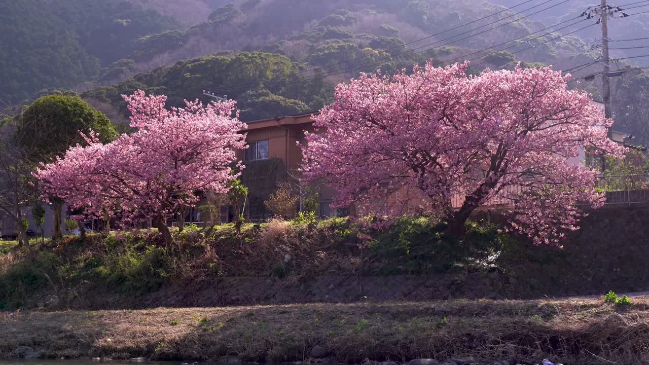 Splendido paesaggio rurale con ciliegi in fiore Sakura rosa brillante sulla riva del fiume.