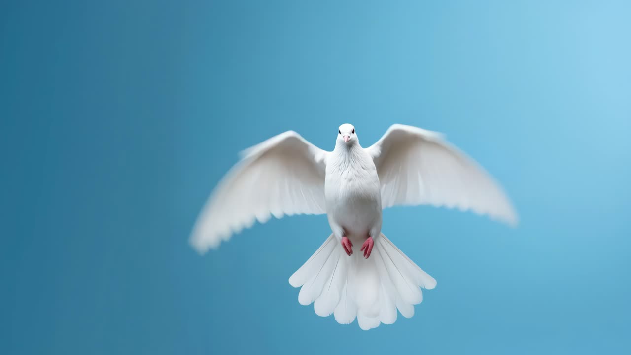 A serene video concept featuring a white dove in flight against a blue sky
