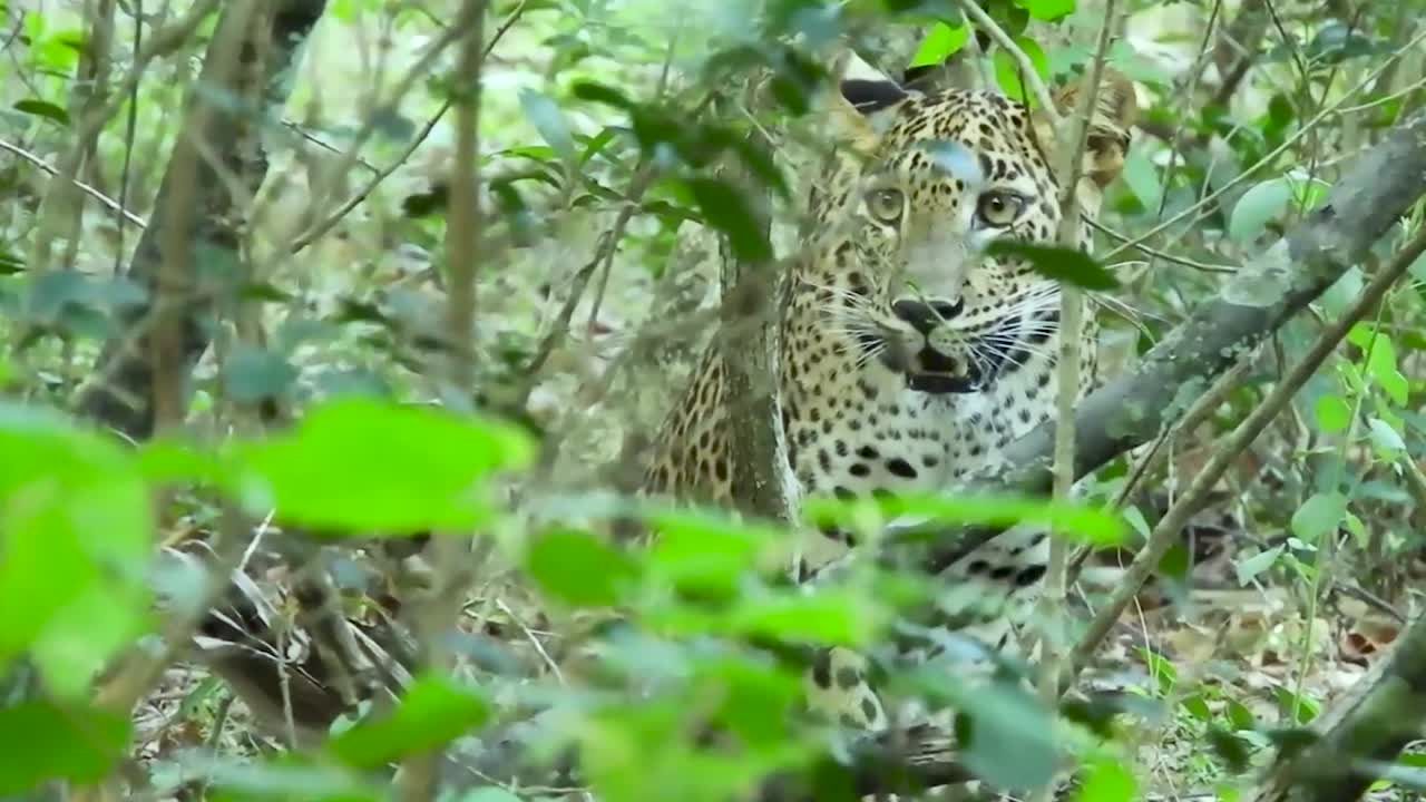 Sri Lanka orman yaban hayatında avlanan büyük kedi leopar