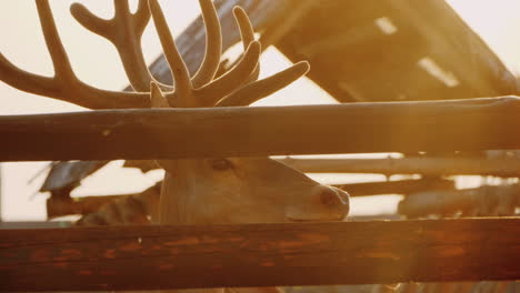 A-Deer-With-Beautiful-Horns-Looks-Out-Of-The-Fence-In-The-Rays-Of-The-Setting-Sun