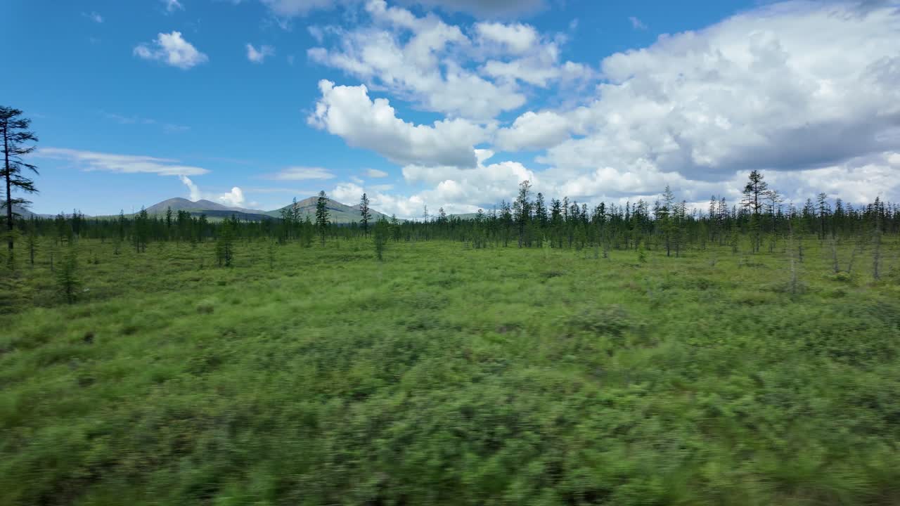 야쿠티아의 광활한 초록색 풍경으로 여행, 거대한 나무가 웅장한 푸른 하늘 아래 굴곡한 언덕과 만나는 곳