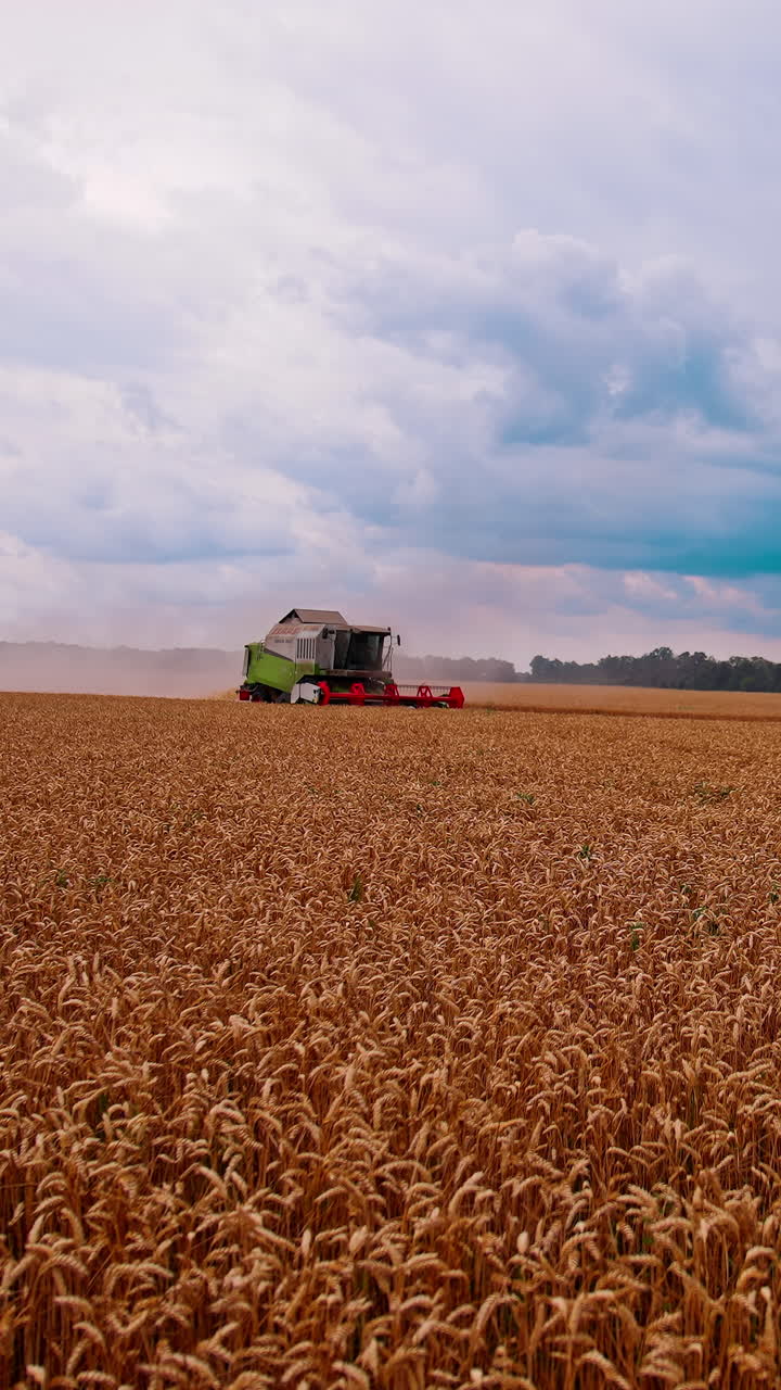 Kyiv, Ukraine, 2 May 2025: Combine drives across wheat field. Combine agriculture machine harvesting golden ripe wheat field. Vertical video